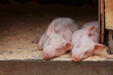 昼寝をする二頭の子豚の写真｜家畜・畜産のイメージ