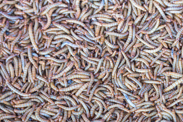 Close up Mealworm larvae for feeding animal.(ex.birds ,fish,repptiles)