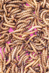 Close up Mealworm larvae for feeding animal.(ex.birds ,fish,repptiles)