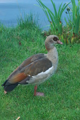 Wild duck on grass