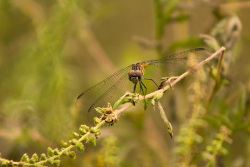 dragonfly on stick