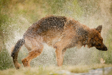 Dog Shaking Water off itself. German shepherd dog shake off the water create a huge amount of small drops