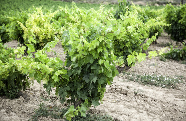 Fototapeta na wymiar Vineyards natural
