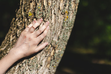 Young woman hand touching tree trunk in natural environment on bright sunny day - Sign of love and compasion for the nature around us - Concept image for special connection with nature