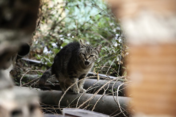 Cats abandoned street