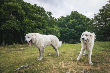 The Great Pyrenees aka Pyrenean Mountain Dog