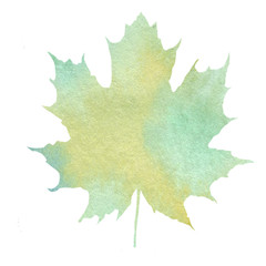 Green leaf fallen from a tree. Watercolor hand drawn illustration