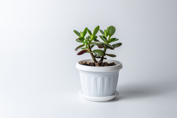 Succulent houseplant Crassula in a pot on white background