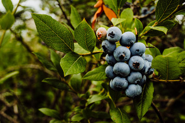 A Bunch of Ripe Blueberries on a Bush