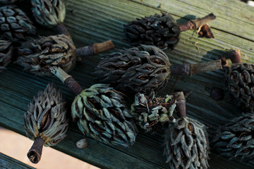 Several magnolia seed pods lay on a rustic wood table © Cavan