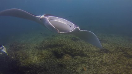 Close Up Manta Rays Group. Graceful Pair Of Peaceful Mantas Swimming Together. Big Sea Rays Or Pelagic Filter Feeders Marine Life Gliding Over Cleaning Station In Blue Sea Water & Sunlit Sea Surface