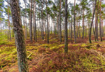Beautifully  coniferous forest with soil-covering plants such as fern and blueberries in warm,...