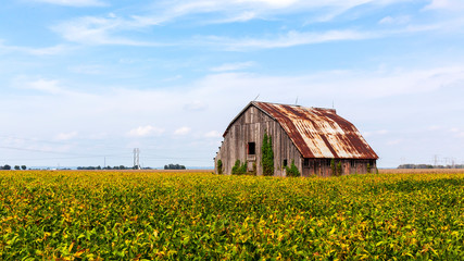 summer landscape of an old barn in a field