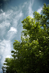 Obraz premium Vue du ciel depuis le jardin