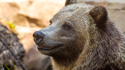close-up portrait of a happy grizzly bear