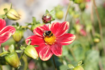 Anemone with insect 