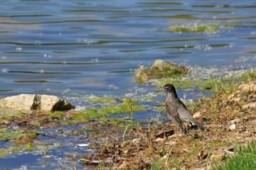 American Robin eating a worm by the water with green moss