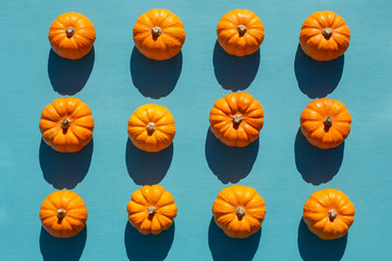 Orange,uncut ,isolated twelve pumpkins on blue background. Fresh and ripe