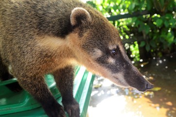 Naklejka premium Coati