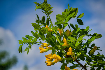 Spring scene in the park flowering branch of yellow acacia on a blurred background.