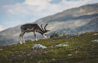 Reindeer pasturing on a fell in Finnish Lapland