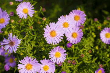 purple flowers with a yellow middle