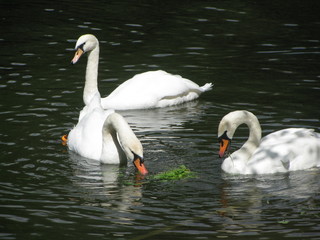 Swans swim in the lake