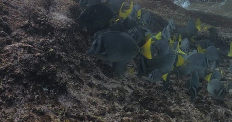 School of Cortez rainbow wrasse and Yellowtail surgeonfish on the reefs of the sea of cortez, Mexico.