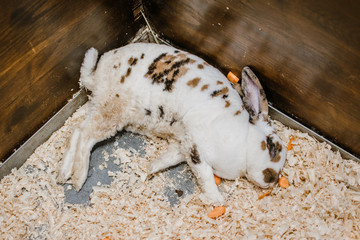 Sick rabbit lies in his cage. Bunny Unwell. Rabbit breeding. rabbit disease