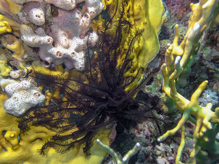 Feather Star (Crinoidea) in the Red Sea