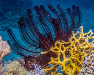Feather Star (Crinoidea) in the Red Sea