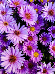 Obraz na płótnie Canvas Violet chrysanthemums background. Autumn flowersPurple flowers of Italian Asters, Michaelmas Daisy (Aster Amellus), Fall Aster, violet blossom growing in garden, Italy. Soft