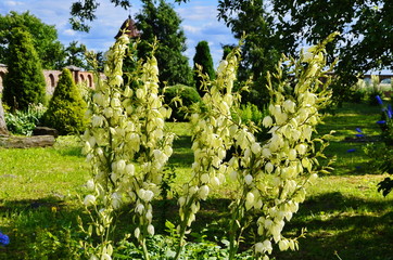 White flowers of yucca plant