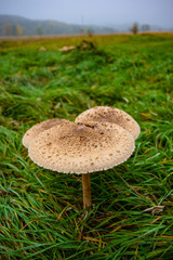 Mushrooms on a background of green grass in cloudy weather in the meadow.