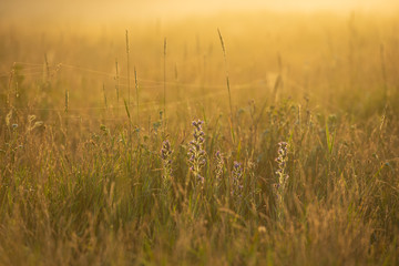 Obraz premium Golden Sunny Misty Morning on the Meadow in the Village.