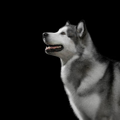 portrait of Alaska malamute on black background