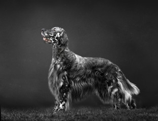 portrait of english setter dog 