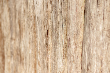 Fototapeta premium texture of old wood used as natural background