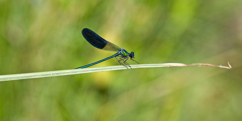 Libellule - 1