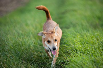 Radosny pies na zielonej łące
