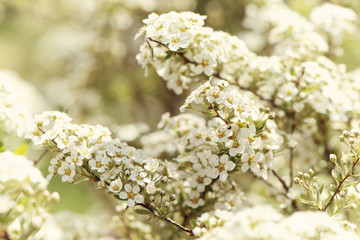 Springtime blossom floral background. Delicate white flowers and young leaves. Vintage toned, soft selective focus.