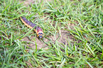 Caterpillar of goat moth. Cossus cossus. Because crawling in green the grass between blades of grass