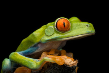 Closeup of a Red-eyed Tree Frog