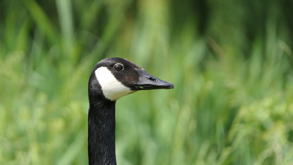 Portrait of a Canada goose, branta canadensis, against a greenbackground