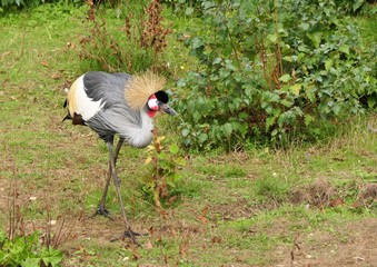 Grey crowned crane, Balearica Regulorum