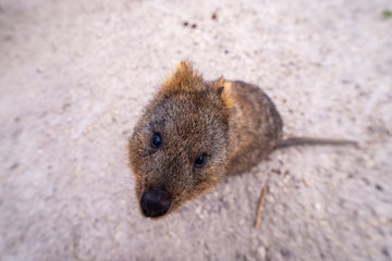 Quokka on Rottnest Island, Australia. - 291040131