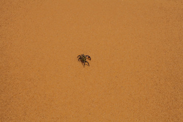 Little lonely crab on the beach sand. RN coastline landscape.