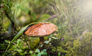 Zbieranie grzybów- muchomor- atlas - mazury