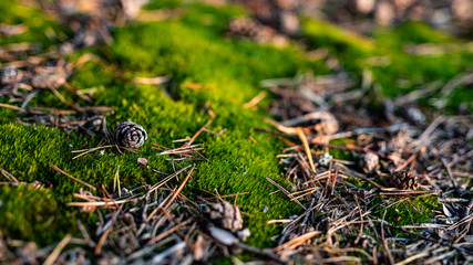 undergrowth - background © BlackMediaHouse