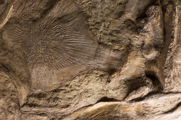 Fossils in rock